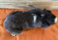 Kenzie, a female Miniature Australian Shepherd for sale in Honey Grove, TX – Photo 6 of 6