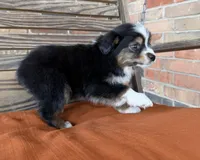 Kenzie, a female Miniature Australian Shepherd for sale in Honey Grove, TX – Photo 4 of 6