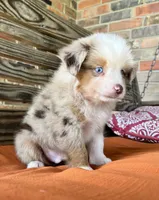 Sam, a male Miniature Australian Shepherd for sale in Honey Grove, TX – 3 of 10