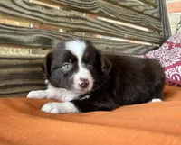 Millie, a female Miniature Australian Shepherd for sale in Honey Grove, TX – 3 of 10