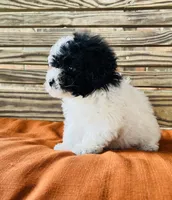 Stella, a female Poodle - Miniature  for sale in Honey Grove, TX – 7 of 8