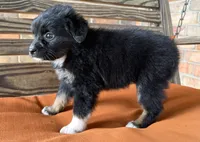 Henlie , a female Miniature Australian Shepherd for sale in Honey Grove, TX – 5 of 10
