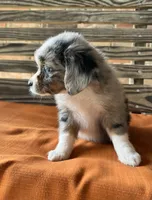 Sophie , a female Miniature Australian Shepherd for sale in Honey Grove, TX – 4 of 10