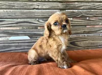 Burk , a male Cavalier King Charles Spaniel for sale in Honey Grove, TX – 7 of 10
