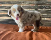 Gus, a male Miniature Australian Shepherd for sale in Honey Grove, TX – 7 of 9