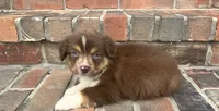 Sophie , a female Miniature Australian Shepherd for sale in Honey Grove, TX – 10 of 10