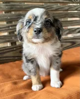 Sara, a female Miniature Australian Shepherd for sale in Honey Grove, TX – 4 of 9