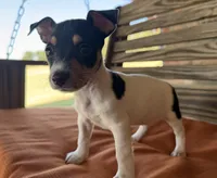 Tilly, a female Rat Terrier for sale in Honey Grove, TX – 6 of 10