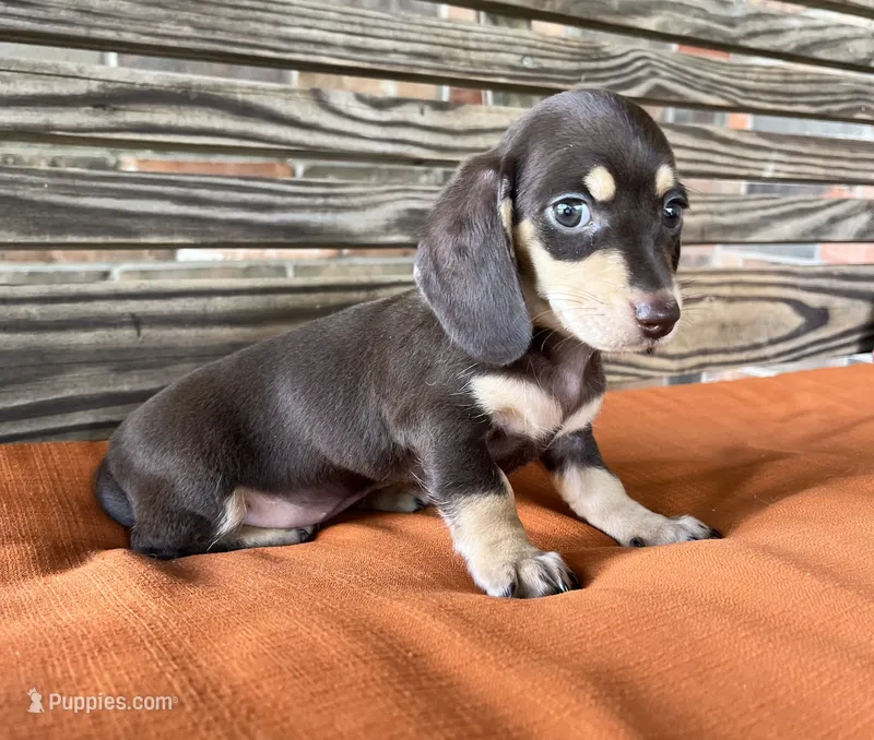 Ava – Miniature Dachshund puppy on hold in Honey Grove, TX