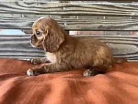 Jase, a male Cavalier King Charles Spaniel for sale in Honey Grove, TX – 10 of 10