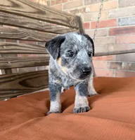 Skye, a female Australian Cattle Dog for sale in Honey Grove, TX – 2 of 10