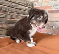 Toby, a male Miniature Australian Shepherd for sale in Honey Grove, TX – 5 of 9
