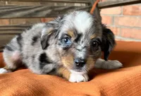 Sara, a female Miniature Australian Shepherd for sale in Honey Grove, TX – 6 of 9