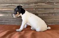 Baker, a male Rat Terrier for sale in Honey Grove, TX – 4 of 10