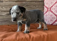 Blu, a male Australian Cattle Dog for sale in Honey Grove, TX – 5 of 10