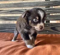 Max, a male Miniature Australian Shepherd for sale in Honey Grove, TX – 4 of 7