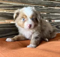 Dallas, a male Miniature Australian Shepherd for sale in Honey Grove, TX – 3 of 10