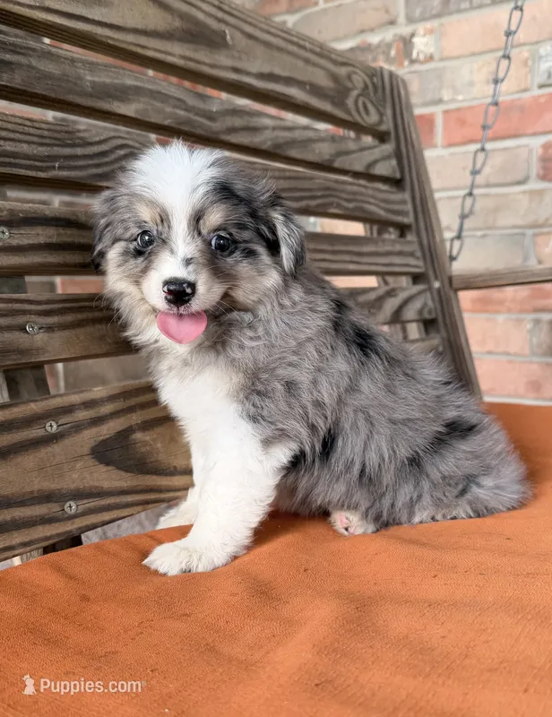 Luna – Miniature Australian Shepherd puppy for sale in Honey Grove, TX
