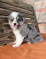 Luna, a female Miniature Australian Shepherd for sale in Honey Grove, TX – 1 of 9