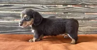 Clara, a female Miniature Dachshund for sale in Honey Grove, TX – 5 of 10