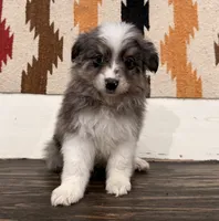 Luna, a female Miniature Australian Shepherd for sale in Honey Grove, TX – 8 of 9