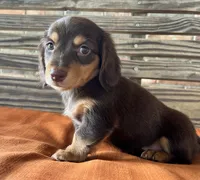 Clara, a female Miniature Dachshund for sale in Honey Grove, TX – 2 of 10