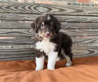 Ivy, a female Miniature Australian Shepherd for sale in Honey Grove, TX – 5 of 9