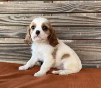 Stella, a female Cavalier King Charles Spaniel for sale in Honey Grove, TX – 4 of 8
