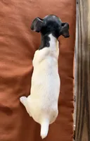Bella, a female Rat Terrier for sale in Honey Grove, TX – 6 of 10