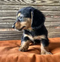 Sloan, a female Miniature Dachshund for sale in Honey Grove, TX – 5 of 10