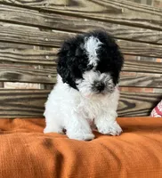 Stella, a female Poodle - Miniature  for sale in Honey Grove, TX – 1 of 8