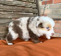 Dallas, a male Miniature Australian Shepherd for sale in Honey Grove, TX – 7 of 9