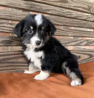 Maci, a female Miniature Australian Shepherd for sale in Honey Grove, TX – 5 of 10