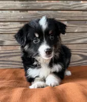 Maci, a female Miniature Australian Shepherd for sale in Honey Grove, TX – 8 of 10