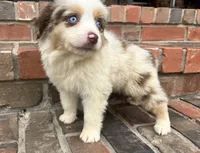 Mel, a female Miniature Australian Shepherd for sale in Honey Grove, TX – 5 of 7