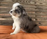 Luna, a female Miniature Australian Shepherd for sale in Honey Grove, TX – 7 of 9