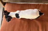 Tilly, a female Rat Terrier for sale in Honey Grove, TX – 10 of 10