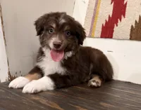 Toby, a male Miniature Australian Shepherd for sale in Honey Grove, TX – 2 of 9