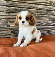 Sage, a female Cavalier King Charles Spaniel for sale in Honey Grove, TX – 4 of 10
