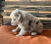Sam, a male Miniature Australian Shepherd for sale in Honey Grove, TX – 7 of 10