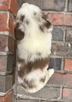 Daisy , a female Miniature Australian Shepherd for sale in Honey Grove, TX – 10 of 10