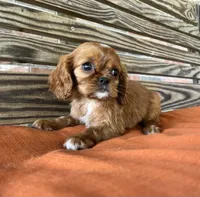 Jase, a male Cavalier King Charles Spaniel for sale in Honey Grove, TX – 8 of 10
