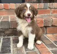 Buster , a male Miniature Australian Shepherd for sale in Honey Grove, TX – 1 of 8