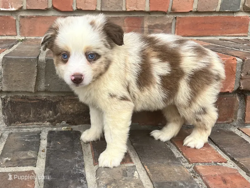 Daisy  – Miniature Australian Shepherd puppy for sale in Honey Grove, TX