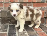 Daisy , a female Miniature Australian Shepherd for sale in Honey Grove, TX – 1 of 10