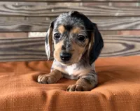 Pepper, a female Miniature Dachshund for sale in Honey Grove, TX – 2 of 9