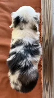Lennyn, a female Miniature Australian Shepherd for sale in Honey Grove, TX – 6 of 10