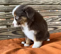 Ella , a female Miniature Australian Shepherd for sale in Honey Grove, TX – 9 of 10