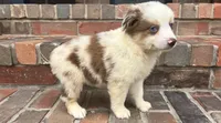 Daisy , a female Miniature Australian Shepherd for sale in Honey Grove, TX – 4 of 10