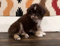 Lennon , a male Miniature Australian Shepherd for sale in Honey Grove, TX – 4 of 9